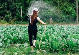 However, this article will touch on various questions such as; What S The Best Time To Water Plants During Summer Time Laptrinhx News