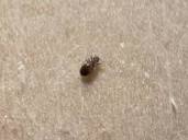 These about 1mm long creatures are everywhere in my wooden house ...