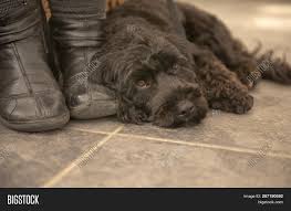 Price can be an indication towards the quality of the puppies breed lines and the breeders reputation. Black Cockapoo Puppy Image Photo Free Trial Bigstock