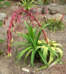 Image result for Beschorneria yuccoides