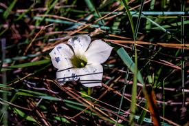 Image result for Exochaenium