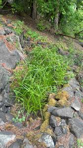 Image result for Eragrostis sylviae