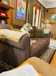 Wwe hall of famer steve austin is selling his marina del rey, california home for $3.595 million. Stephanie Miller On Twitter I Busted 3 Month Old Rescue Puppy Steve Austin Out Of Maga Red Fox News Watching Texas And He S Already Enjoying Msnbc W Mommy Indoctrinate Them Young I