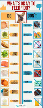 what food is toxic to a dog lots of helpful pinnable charts