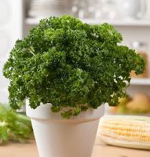 However, as soon as you rewater, in no time it will be standing back upright again. Growing Parsley In Pots How To Grow Parsley In Containers And Its Care