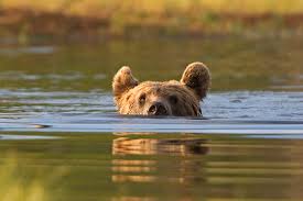14 stunning photos of water-loving bears – from the icy ...