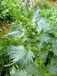 Image result for Urtica urens