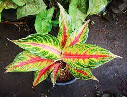 Pin On Aglaonema Hybrids Collection