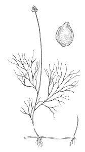 The Vascular Plants of Massachusetts: A County Checklist, First Revision
