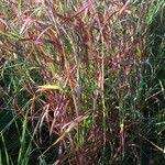 Image result for Hyparrhenia cymbaria