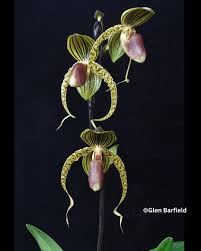 Image result for Rhipidoglossum globulosocalcaratum