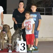 Perro de presa canario puppy. Presa Canario Breeders Home Facebook