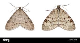 Image result for Trichopteryx