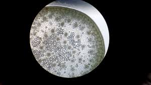 Although a food staple in many regions of the world, most is used for animal feed and ethanol fuel. Praktikum Ix Anatomi Tumbuhan Judul Situs