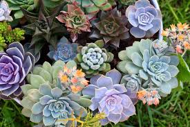 We did not find results for: 11 Best Easy Care Exotic Succulents To Grow At Home Gardener S Path