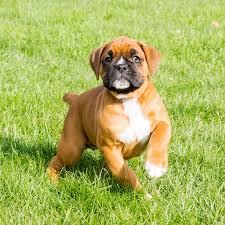 Our boxer puppies for sale will make courageous watchdogs and affectionate, playful friends for you and your family! 1 Boxer Puppies For Sale In Orlando Fl Uptown Puppies