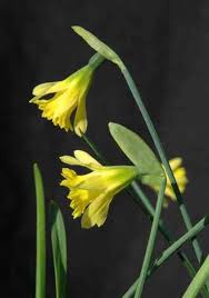 Narcissus Cedric Morris Narcissus British Artist Botanical Beauty