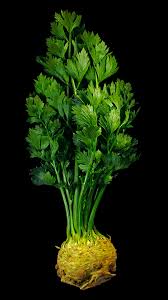 Image result for Apium graveolens