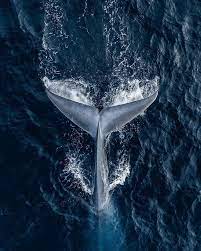 Invictus Ballenas Ballena Azul Animales De Oceano