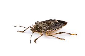 Schnelle und effektive wanzen bekämpfung. Die Marmorierte Baumwanze Halyomorpha Halys Home