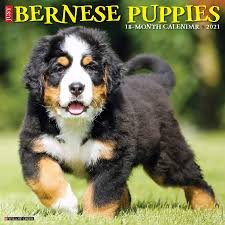 Bernese mountain dog mix breeds are incredible dogs. Just Bernese Mountain Puppies 2021 Wall Calendar Dog Breed Calendar Willow Creek Press 9781549210716 Amazon Com Books