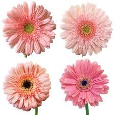 Pin On Pink Weddings