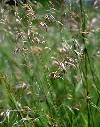 Image result for Eragrostis exasperata