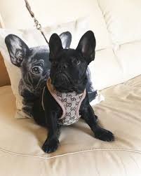 Related:dog harness french bulldog collar french bulldog clothes frenchie harness french bulldog sticker dog harness french bulldog french bulldog muzzle frenchie brand harness reversible bestia french bulldog studded harness. Luxury Dogwear Reviews 254 Reviews Dog Cat Jewel Myshopify Com