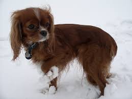 Abby lawrence boshell is just over a year old. Podatoteka Ruby Cavalier King Charles Spaniel Jpg VikipediÑ˜a