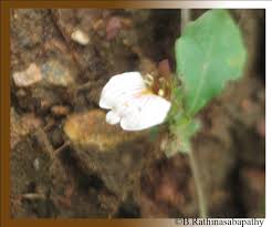 Image result for Blepharis maderaspatensis