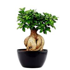 How big do ficus trees get? Buy Ficus Bonsai Tree 1kg Plant Online India At Plantsguru Com
