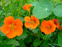 Pin On Flowers