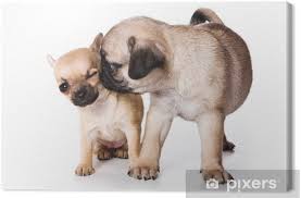 We did not find results for: Chihuahua And Pug Puppies On White Canvas Print Pixers We Live To Change