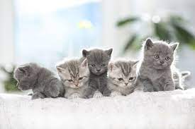 klichka dlya serogo kotenka malchika cute animals baby animals cute animals with funny captions