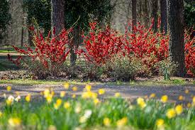 If you're going to start gardening in spring, there are a few hints and tips you'll want to know befor eyou begin to get your garden spring ready! 10 Essential Spring Gardening Tasks Proven Winners