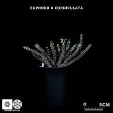 Image result for Euphorbia corniculata