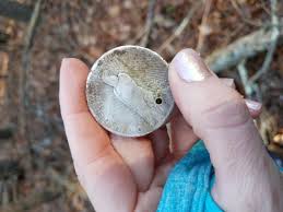 This will repeat every 3 days. First Silver Dollar Friendly Metal Detecting Forums