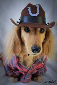 Pin De Cinthia Santiago En Weenie Dogs Mascotas Chihuahua Pelo Largo Chihuahua