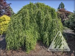 Image result for Taxodium