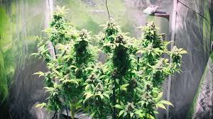 Maybe you would like to learn more about one of these? Led Grow Lights Full Spectrum For Commercial Home Spectrum King