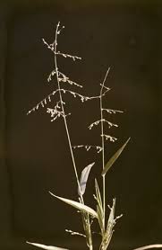 Image result for Urochloa deflexa