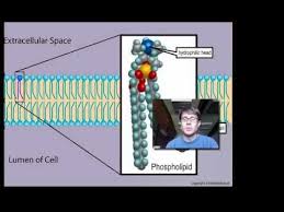 Cell Membranes Youtube Cell Membrane Science Unit Studies Teaching Biology