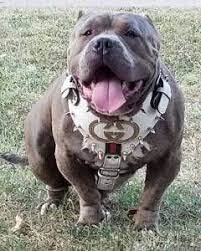 Pin On Huge Dogs