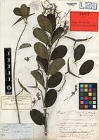 Image result for Tacazzea apiculata