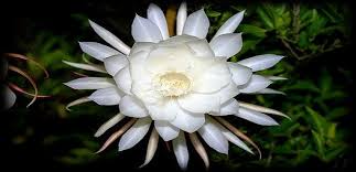 Bunga wijaya kusuma dikenal sebagai sang ratu malam. Wijaya Kusuma Queen Of The Night Bunga Senjata Para Pemimpin Masa Lalu Warta Kebangsaan