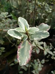 Image result for Pittosporum tenuifolium