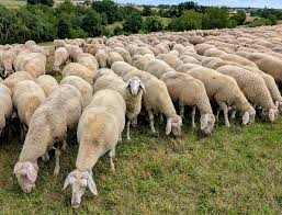 Image result for Pollichia