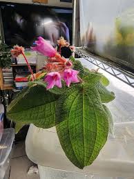 Image result for Melhania prostrata