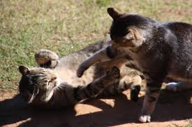 Kucing merupakan seekor hewan peliharaan yang cukup menggemaskan. Sering Terganggu Karena Suara Kucing Bertengkar Simak Penyebab Dan Cara Memisahkannya Bobo