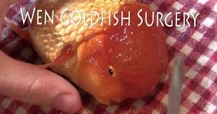 Pin on goldfish